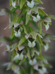 Epipactis bugacensis rhodanensis
