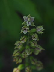 Epipactis bugacensis rhodanensis