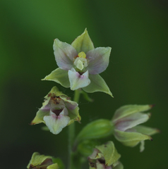 Epipactis bugacensis rhodanensis