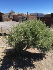 Atriplex atacamensis
