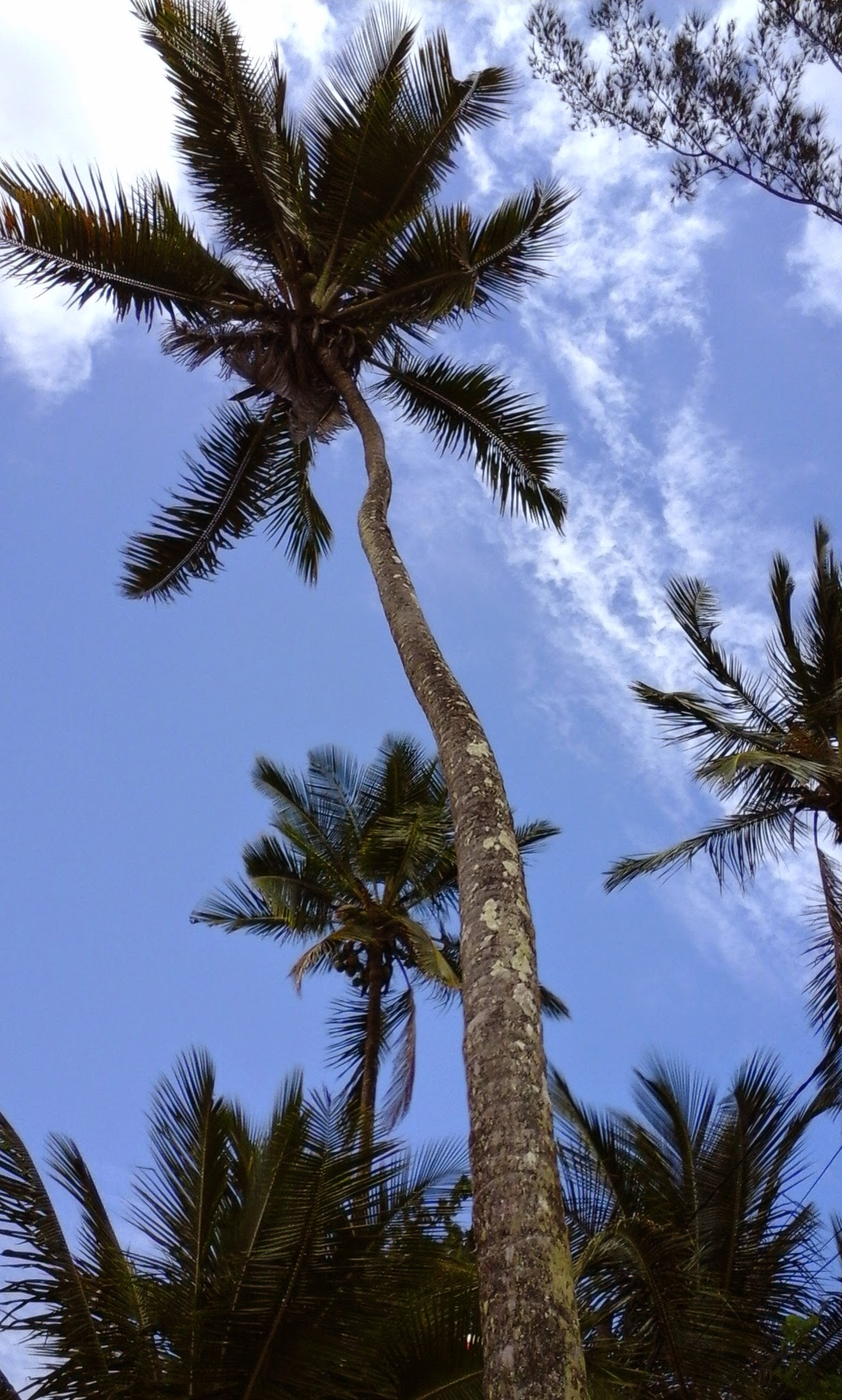 Cocos nucifera
