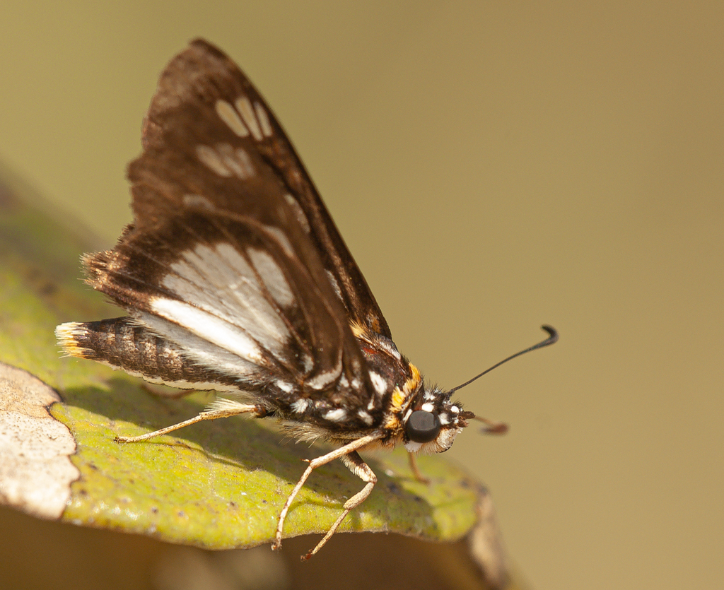 Nigerian Paradise Skipper