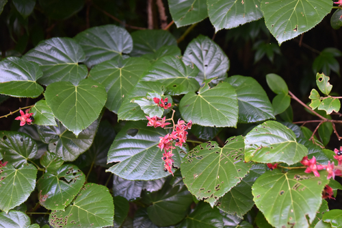 Rubus jianensis