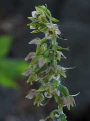 Epipactis bugacensis rhodanensis