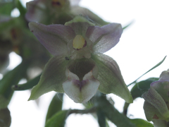 Epipactis bugacensis rhodanensis