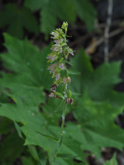 Epipactis bugacensis rhodanensis