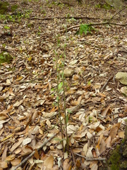 Epipactis microphylla
