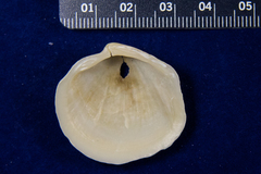Phacoides pectinatus