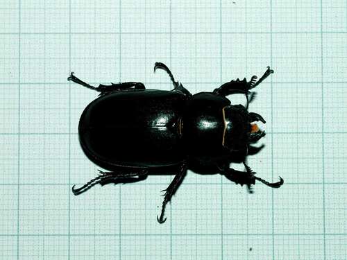 Lucanus tetraodon