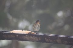 Ixothraupis rufigula