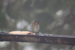 Ixothraupis rufigula