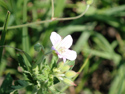 Geranium natalense
