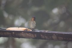 Ixothraupis rufigula