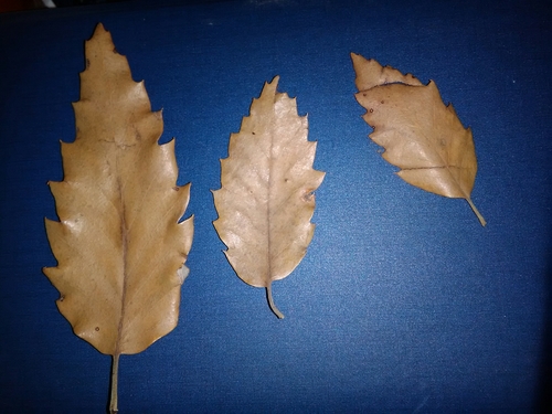 Spanish Oak