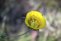 Calochortus luteus