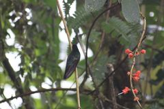 Boissonneaua jardini