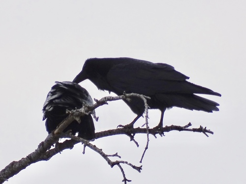 Common Raven photographed in New Mexico