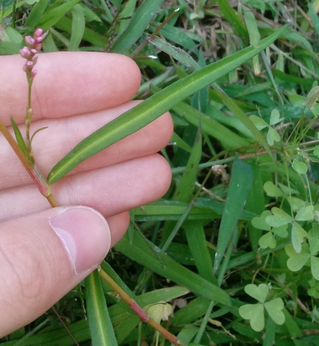 Small water-pepper (Persicaria minor)