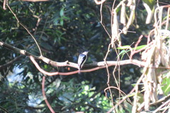 Hemipus hirundinaceus