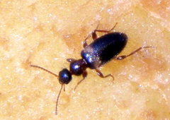 Hirticomus hispidus