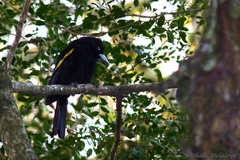 Cacicus chrysopterus