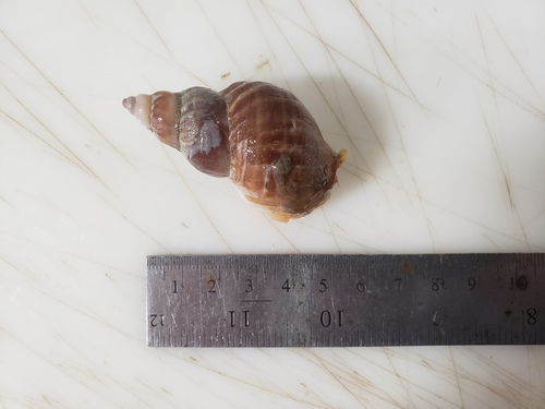 Buccinum finmarkianum