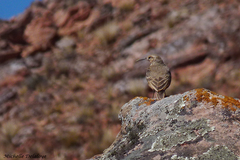 Geositta tenuirostris