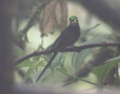 Heliodoxa imperatrix