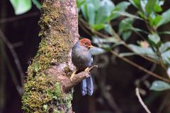 Pterorhinus treacheri