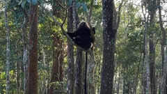 Semnopithecus johnii
