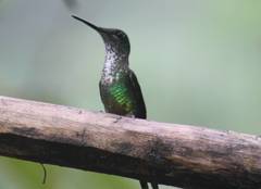 Heliodoxa imperatrix