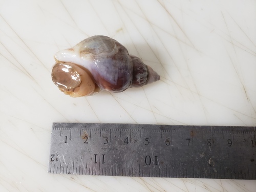 Buccinum finmarkianum