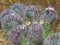 Phacelia hubbyi