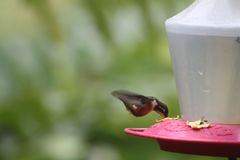 Philodice mitchellii