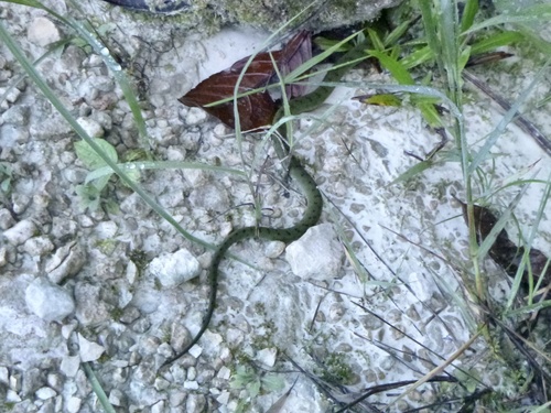 New Guinea keelback