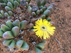Argyroderma fissum
