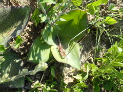 Ledebouria ovatifolia ovatifolia