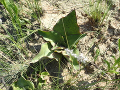 Ledebouria ovatifolia ovatifolia