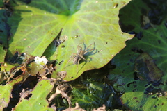 Pardosa pseudoannulata