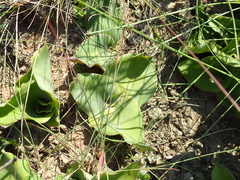 Ledebouria ovatifolia ovatifolia