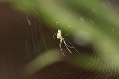 Leucauge blanda