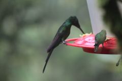 Heliodoxa imperatrix