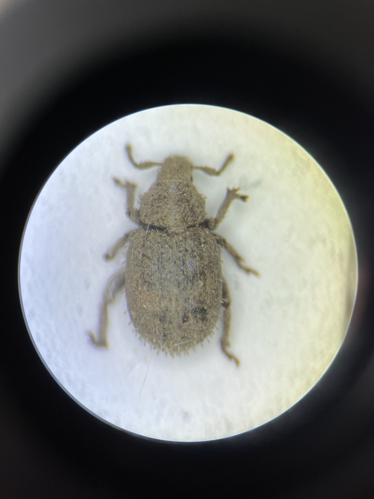 Trachyphloeus heymesi