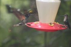 Boissonneaua jardini