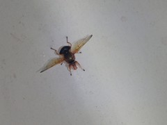 Lamprogaster flavipennis