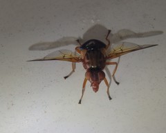 Lamprogaster flavipennis