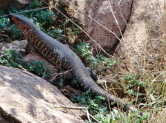 Matobosaurus validus