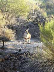 Osphranter robustus erubescens