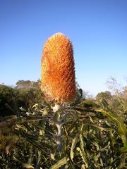 Banksia hookeriana