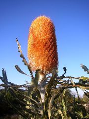 Banksia hookeriana